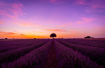 Purple and orange sky at sunset in a lavender field in summer, Brihuega. Guadalajara © unai