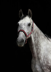 Dapple grey horse portrait against dark stable background