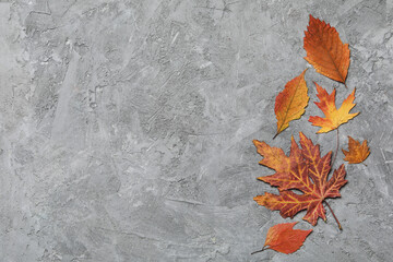 Different autumn leaves on gray textured background