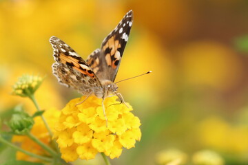 Colorful butterfly Painted lady (Vanessa cardui) on yellow flower, warm colors