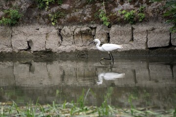 A heron on the Brenta Canal