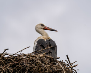 stork in nest