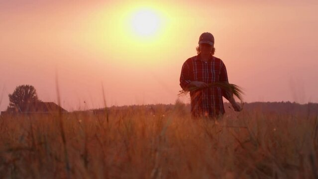 Female farmer walking around and inspecting farmland with crops at sunset. Woman in plaid shirt and baseball cap with bouquet of wheat ears walking in field in sunlight.