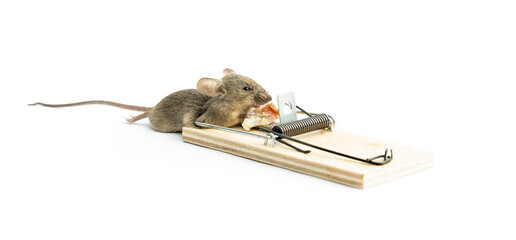 Dead house mouse in a mousetrap isolated on white background.