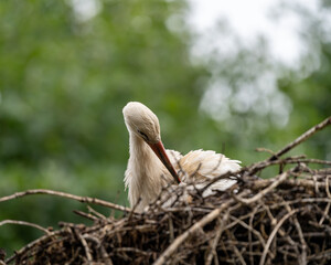 storck on a tree