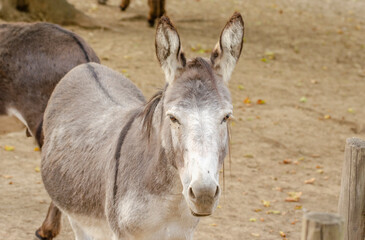 Naklejka na ściany i meble The donkey is a common pet around the world. Its ancestor is the African donkey.