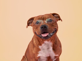 Staffordshire bull terrier dog with glasses . Pet on a pink background