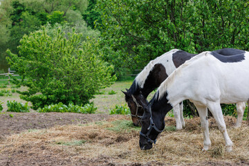 two horses in a paddock eat hay from the ground, at summer day - closeup with selective focus - obrazy, fototapety, plakaty