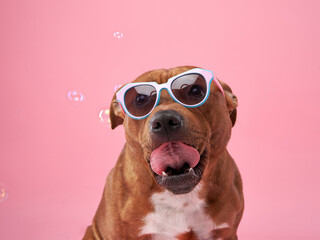 Staffordshire bull terrier dog with glasses . Pet on a pink background