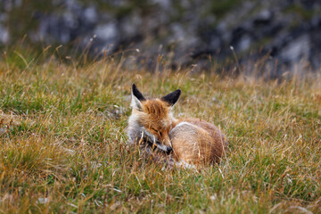 sleeping redfox in alpine meadow in valais