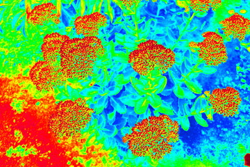 Thermal imager effect. The stonecrop is prominent. Perennial herbaceous succulent plant.