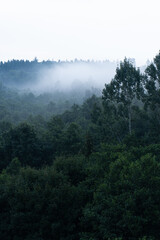 fog in the forest