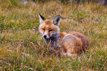 beautiful red fox (vulpes vulpes) lying in high alpine grass in Valais