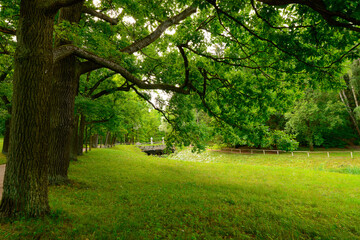 Oak alley, a green lawn, a field of grass and an ancient bridge in distance. Natural landscape with...