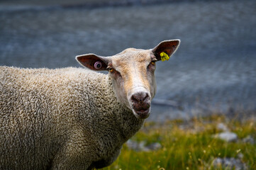 portrait of a mountain sheep in valais