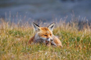 Naklejka na ściany i meble beautiful red fox (vulpes vulpes) yawning in high alpine grass in Valais