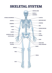 Skeletal system with body skeleton structure and anatomy outline diagram. Labeled educational medical physiology with skull, spine, ribs, hand and leg bones vector illustration. Biological human model