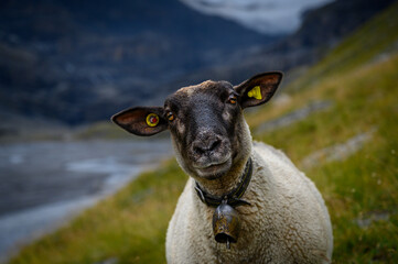 portrait of a mountain sheep in valais