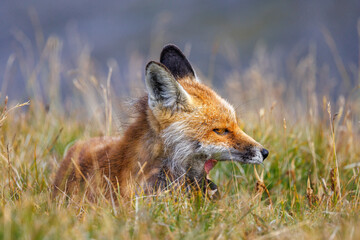 beautiful red fox (vulpes vulpes) yawning in high alpine grass in Valais