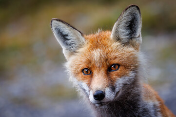 portrait of a red fox near an alpine hut