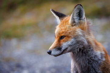 Naklejka na ściany i meble portrait of a red fox near an alpine hut