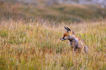 Naklejka na ściany i meble beautiful red fox (vulpes vulpes) hunting in high alpine grass in Valais