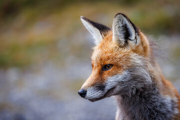 portrait of a red fox near an alpine hut