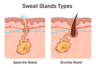 Sweat glands. Apocrine and eccrine gland anatomy. Cross section - obrazy, fototapety, plakaty