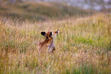beautiful red fox scratching (vulpes vulpes) in high alpine grass in Valais