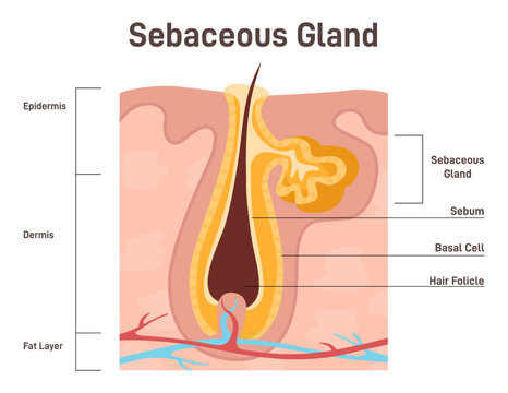Sebaceous gland. Exocrine gland secrete sebumfor hair and skin lubrication