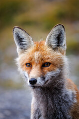 portrait of a red fox near an alpine hut