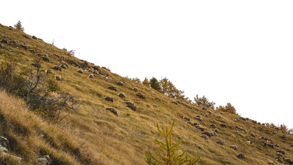 Naklejka premium Moutons