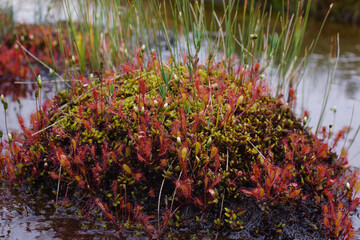 Small mossy island with English sundew (Drosera anglica) in a pond, Northern Norway