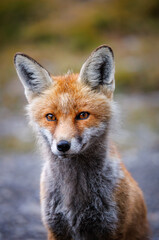 portrait of a red fox near an alpine hut
