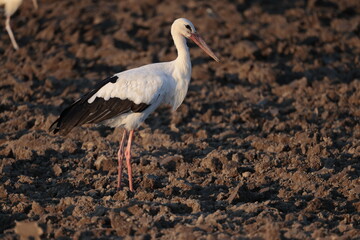 weissstorch acker altreu schweiz schnabel