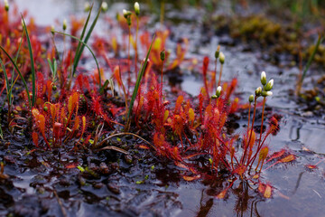 English sundew (Drosera anglica) in wet habitat, Northern Norway