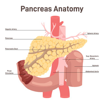 Pancreas anatomy. Blood supply and organ structure. Digestive enzymes