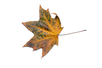 Fallen autumn maple leaf isolated on the white background. Top view.