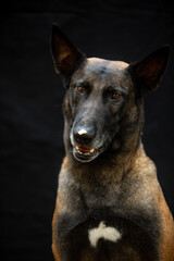 belgian shepherd malinois portrait on black background