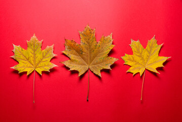 Maple autumn fallen leaves on the red flat lay background.