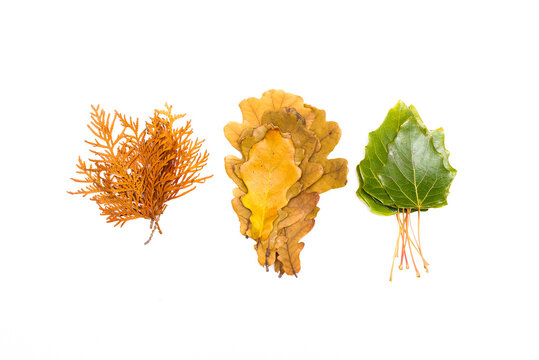 Fallen autumn leaves isolated on the white backgound top view.