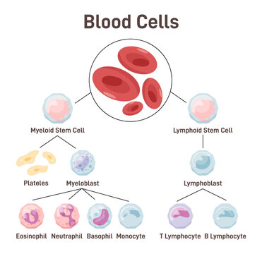 Blood cells. Types of blood cell required to different functions.