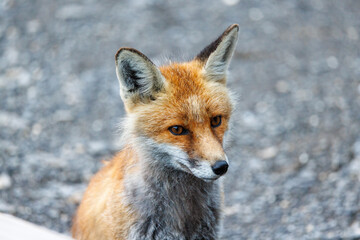 portrait of a red fox near an alpine hut