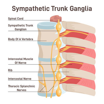 Sympathetic trunk ganglia. Paravertebral ganglia of the sympathetic