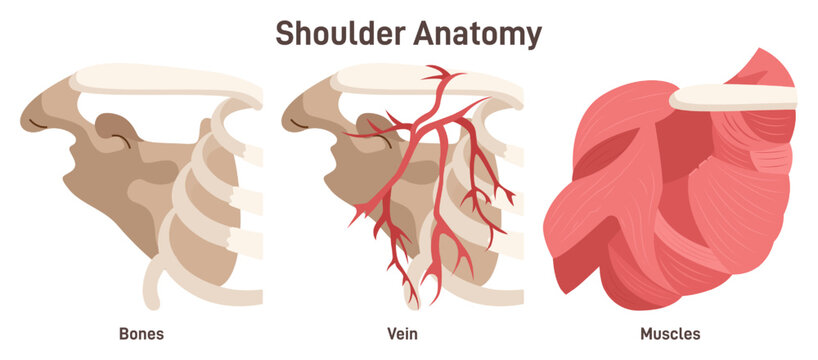 Shoulder anatomy. Bones, muscles veins and arteries of the shoulder.