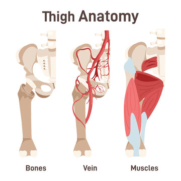 Thigh anatomy. Didactic scheme of structure of bone structure,
