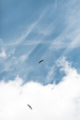 Buitres sobrevolando los cielos 