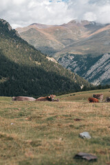 Vacas descansando en la monta&ntilde;a 