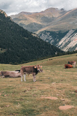 vacas pastando hierba en alta monta&ntilde;a