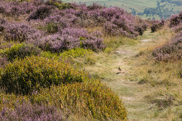 Rocks and heather in the Peak District, UK, in summer